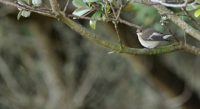 Pied Flycatcher