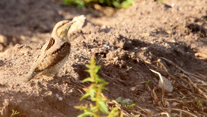 Wryneck