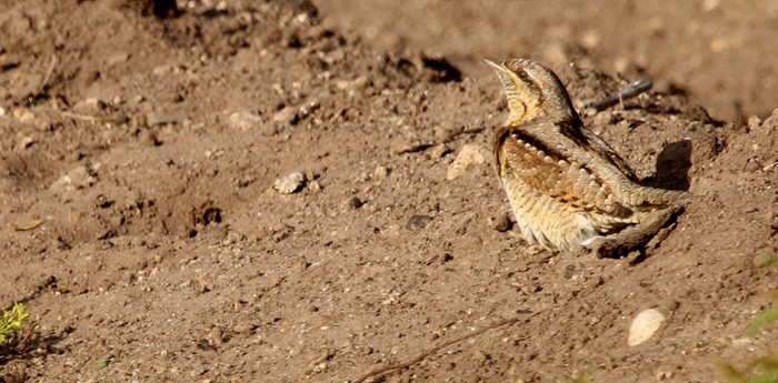 Wryneck