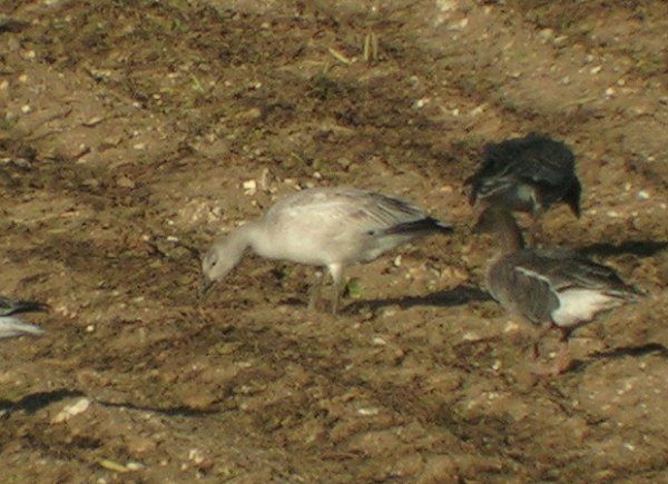 Snow Goose