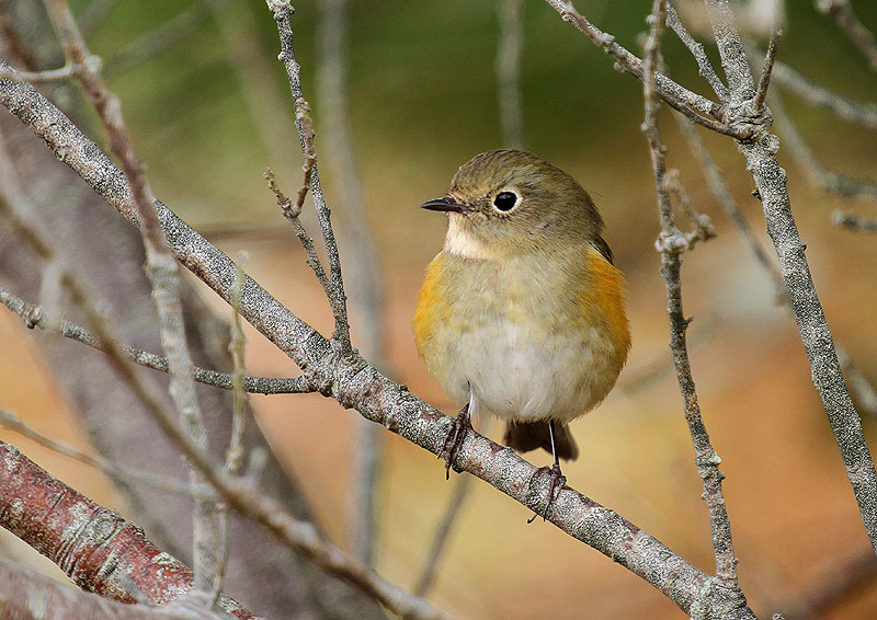 Red-flanked Bluetail