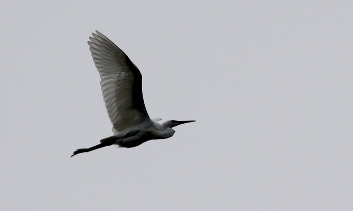 Great White Egret