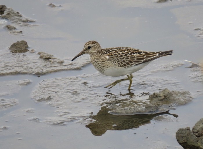Pectoral Sandpiper