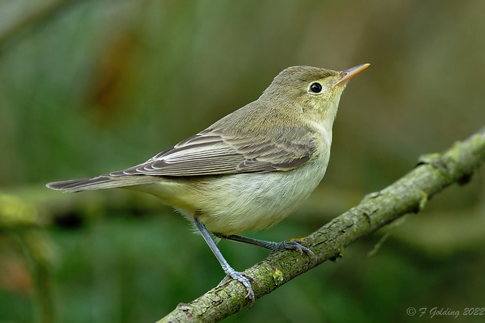 Icterine Warbler