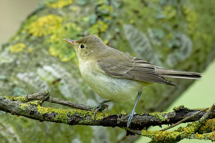Icterine Warbler