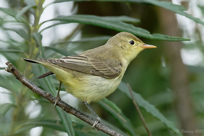 Icterine Warbler