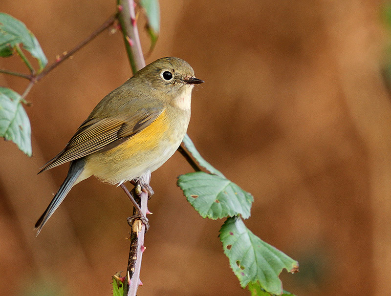 Red-flanked Bluetail