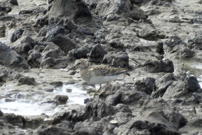 Pectoral Sandpiper