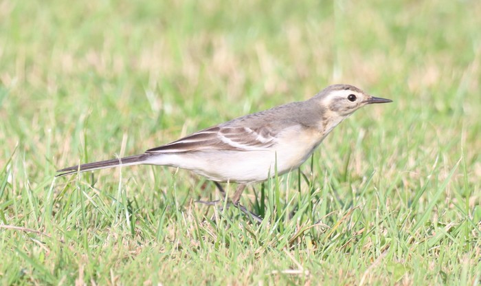 Citrine Wagtail