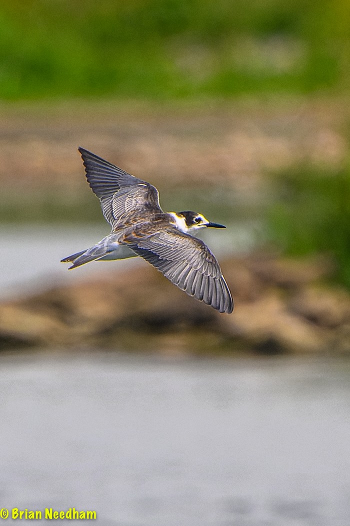 Black Tern