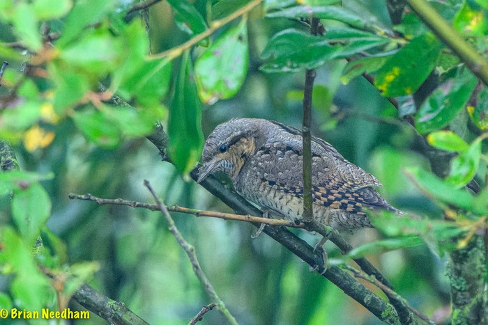 Wryneck
