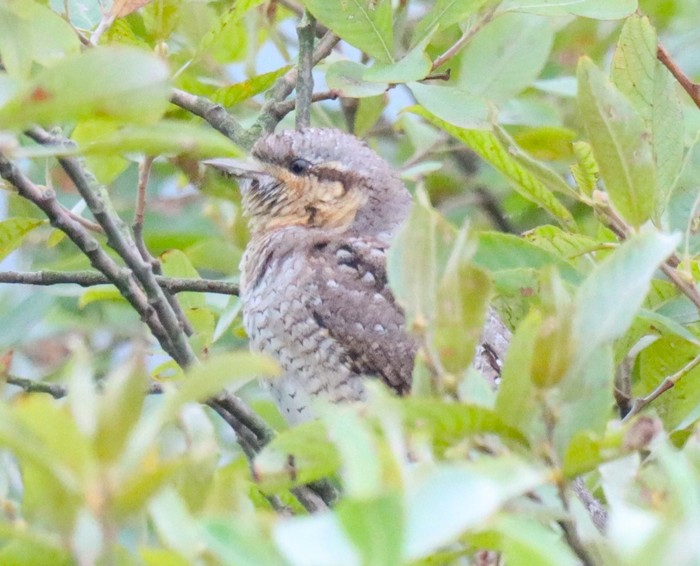 Wryneck
