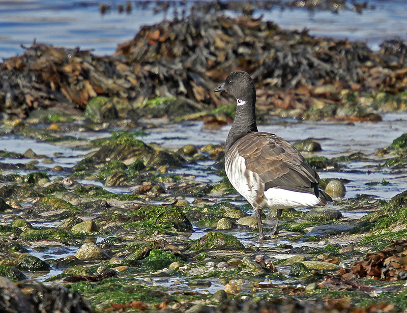 Pale-bellied Brent Goose