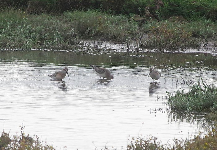 Curlew Sandpiper