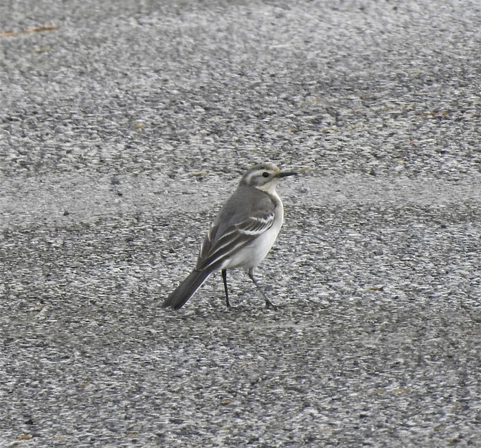Citrine Wagtail