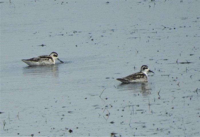 Red-necked Phalarope