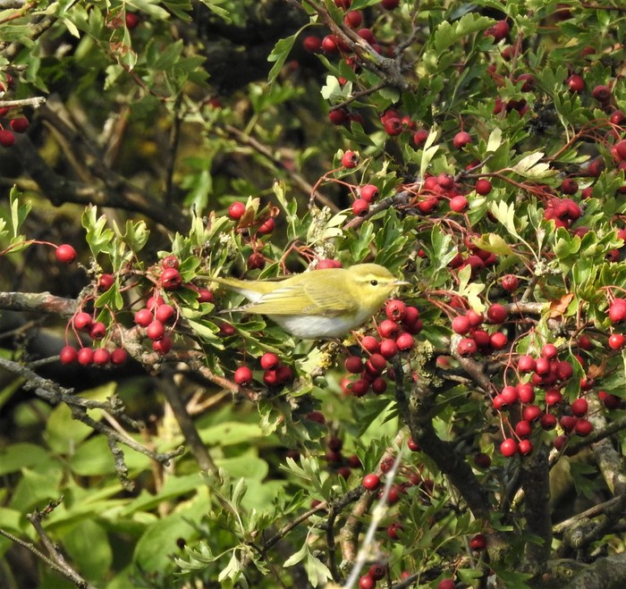 Wood Warbler