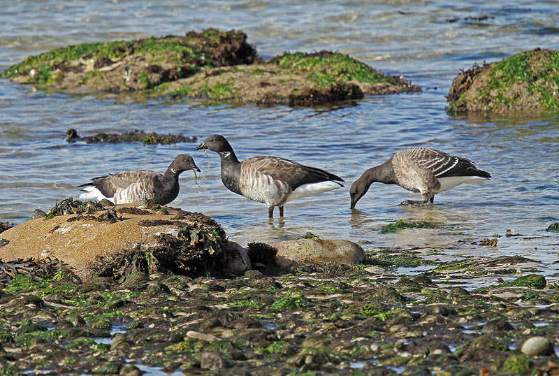 Pale-bellied Brent Goose