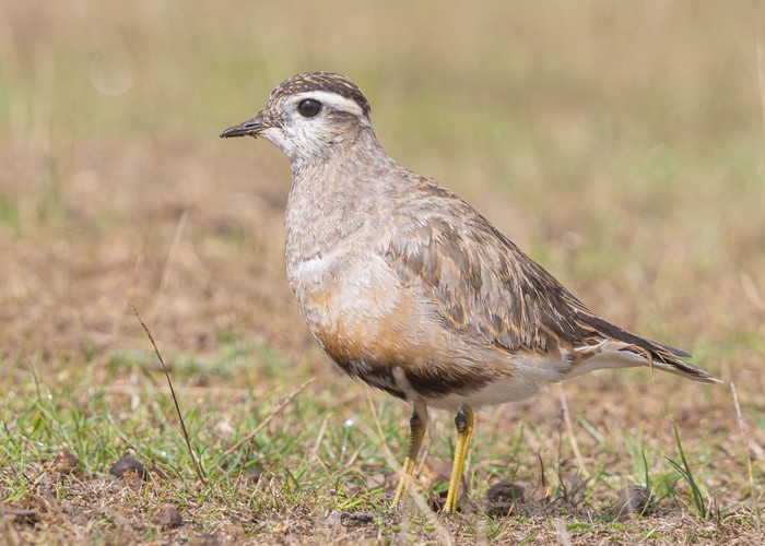 Dotterel