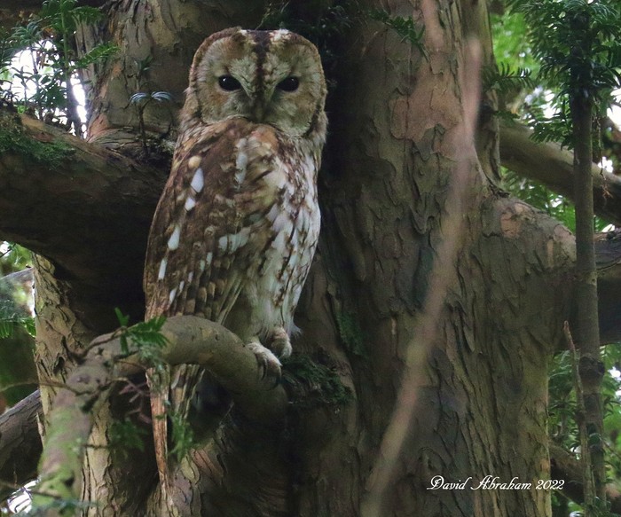 Tawny Owl