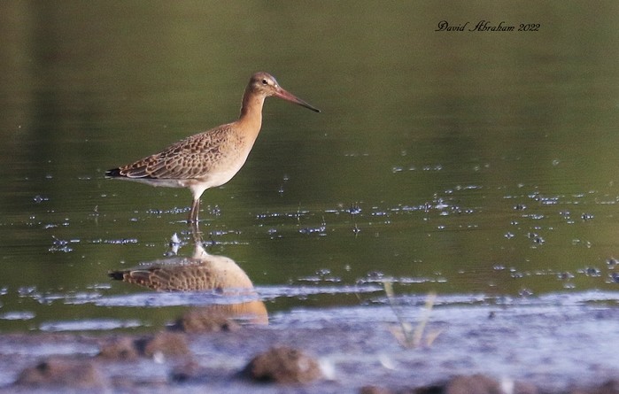 Black-tailed Godwit 