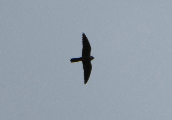 Hobby