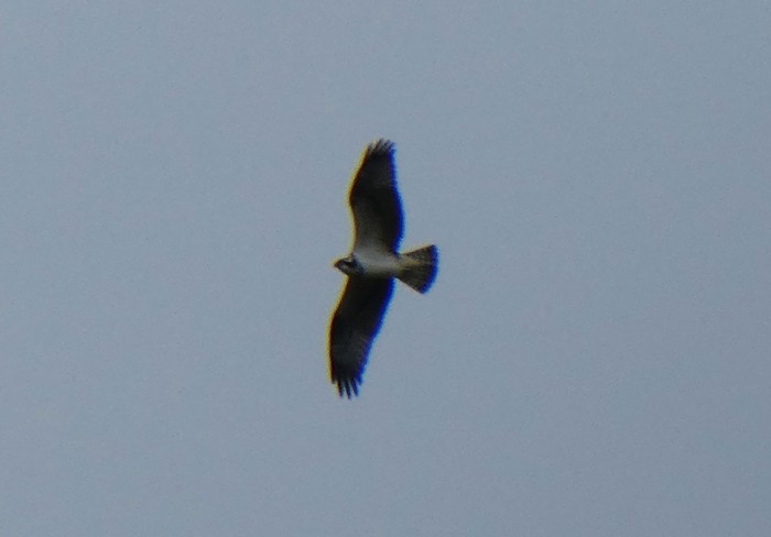 Osprey