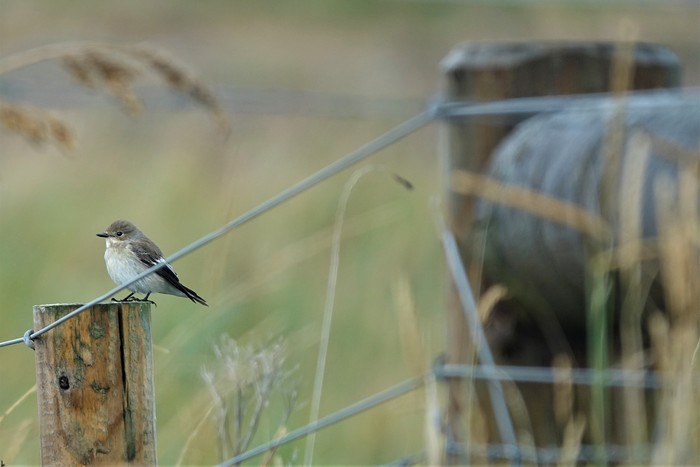 Pied Flycatcher