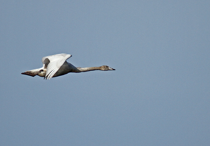 Whooper Swan