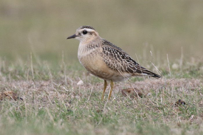 Dotterel