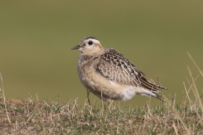 Dotterel
