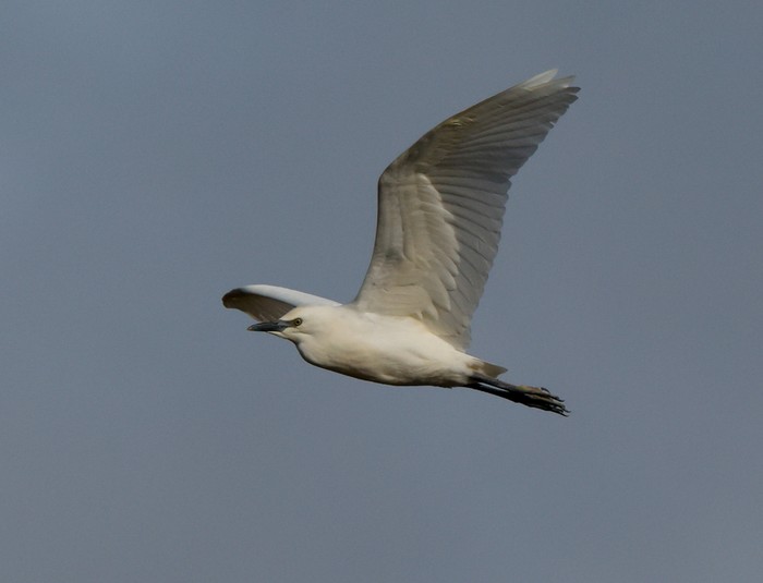Cattle Egret