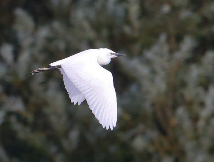 Cattle Egret
