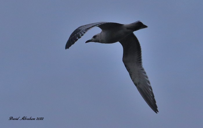 Mediterranean Gull