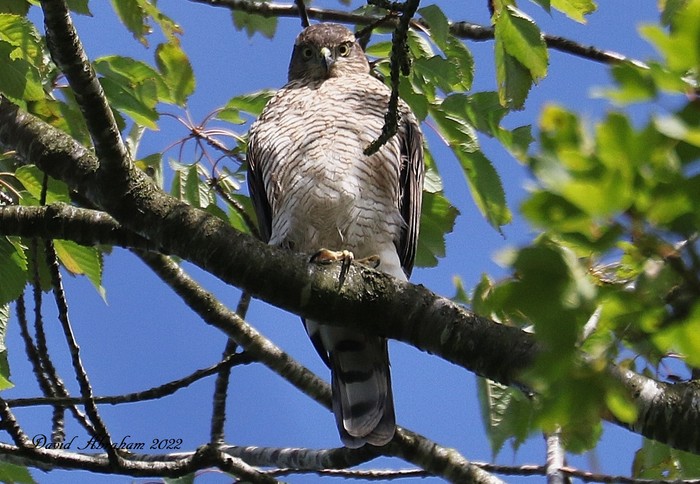 Sparrowhawk 