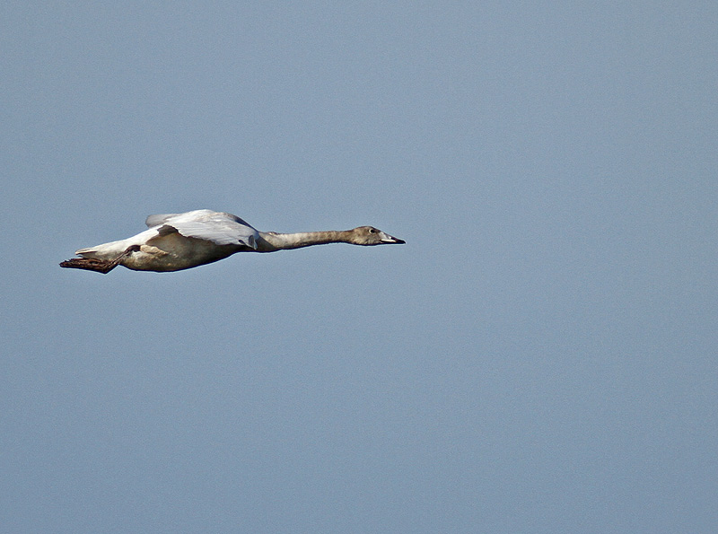 Whooper Swan