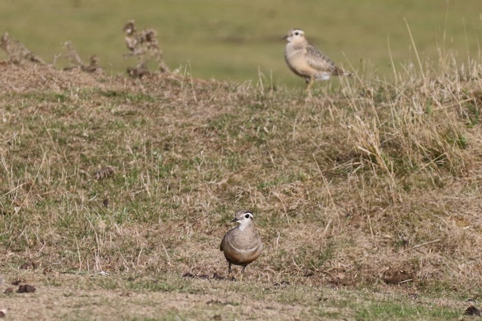 Dotterel