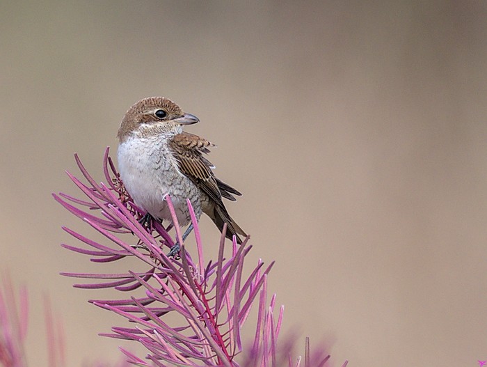 Red-backed Shrike