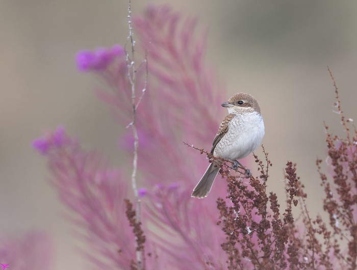 Red-backed Shrike
