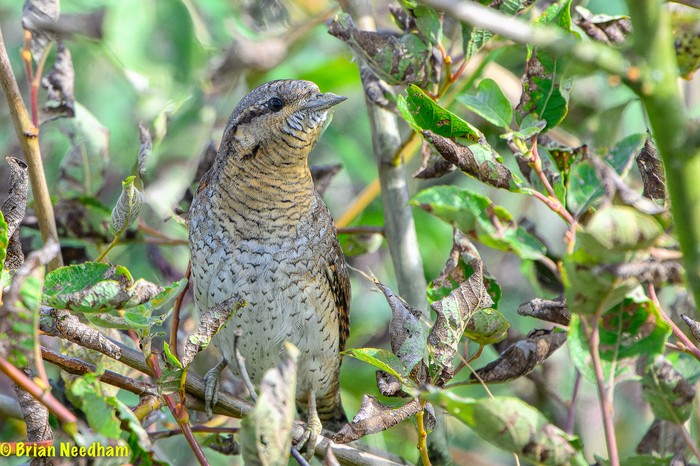 Wryneck