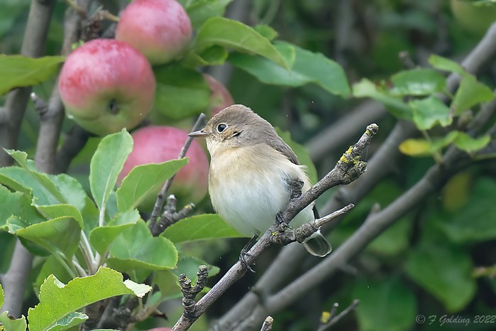 Red-breasted Flycatcher