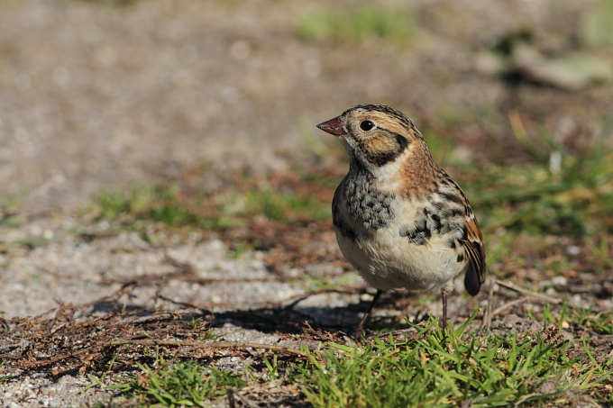 Lapland Bunting