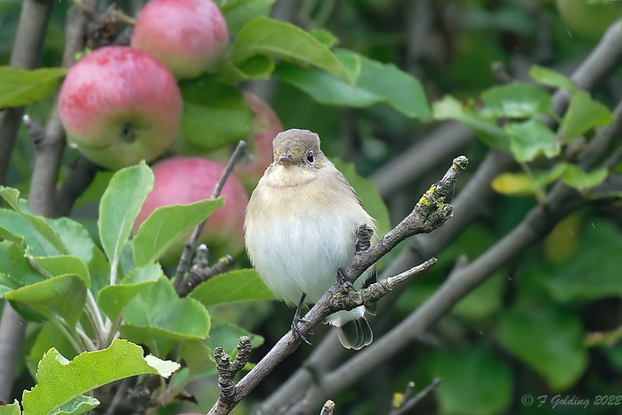 Red-breasted Flycatcher