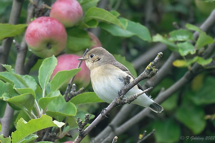 Red-breasted Flycatcher