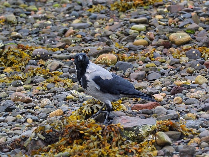 Hooded Crow