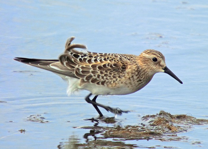 Baird's Sandpiper