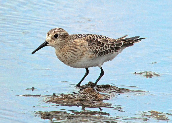 Baird's Sandpiper
