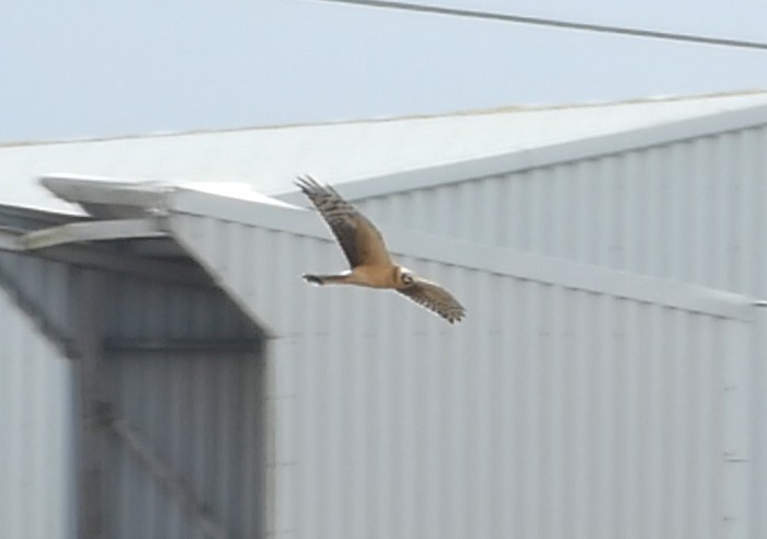Pallid Harrier
