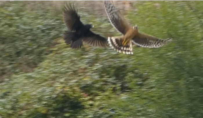 Pallid Harrier