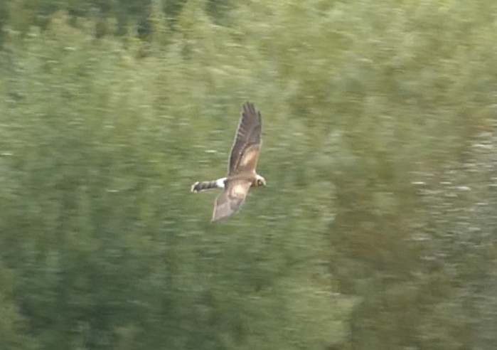 Pallid Harrier